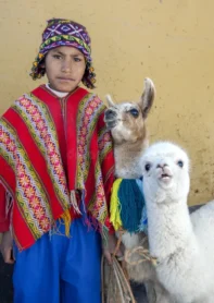 un-muchacho-peruano-con-las-llamas-en-cusco-en-perú-73022216