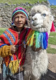 un-muchacho-peruano-con-una-llama-cerca-de-cusco-en-perú-73021973